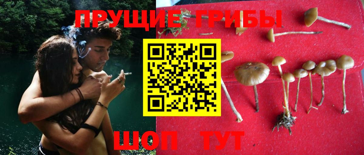 Псилоцибиновые грибы прущие грибы Асино